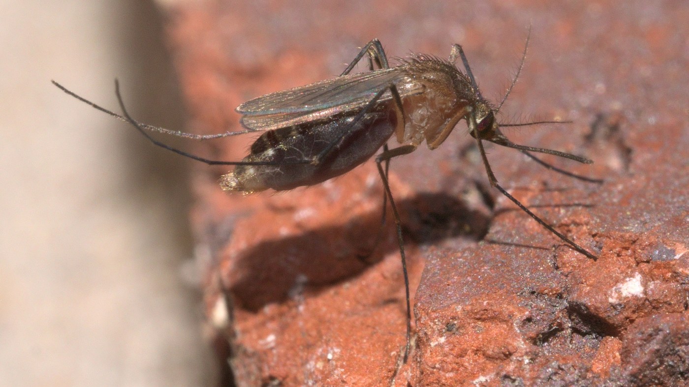 Culex sivrisineği, tuğla üzerinde makro fotoğraf