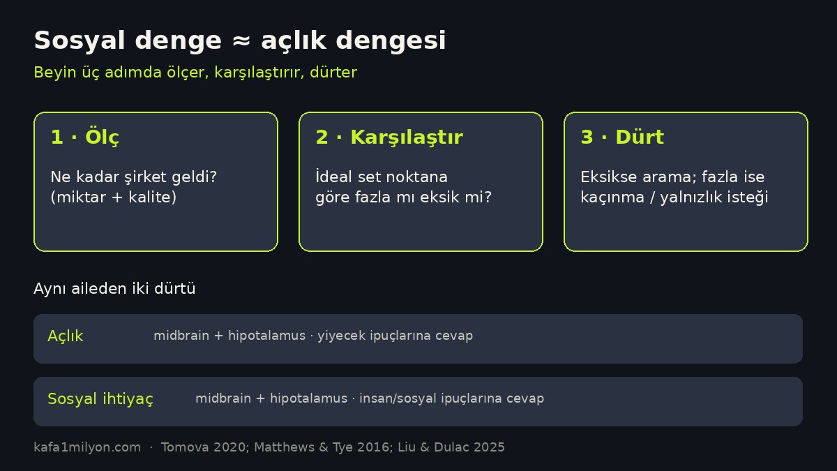Sosyal denge ile açlık dengesinin üç adımlı şeması