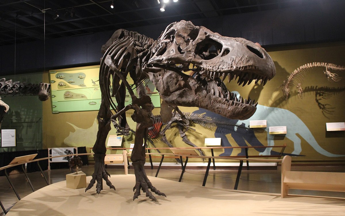 Tyrannosaurus rex iskelet kopyası, Cleveland Doğa Tarihi Müzesi, MOR 555 örneği