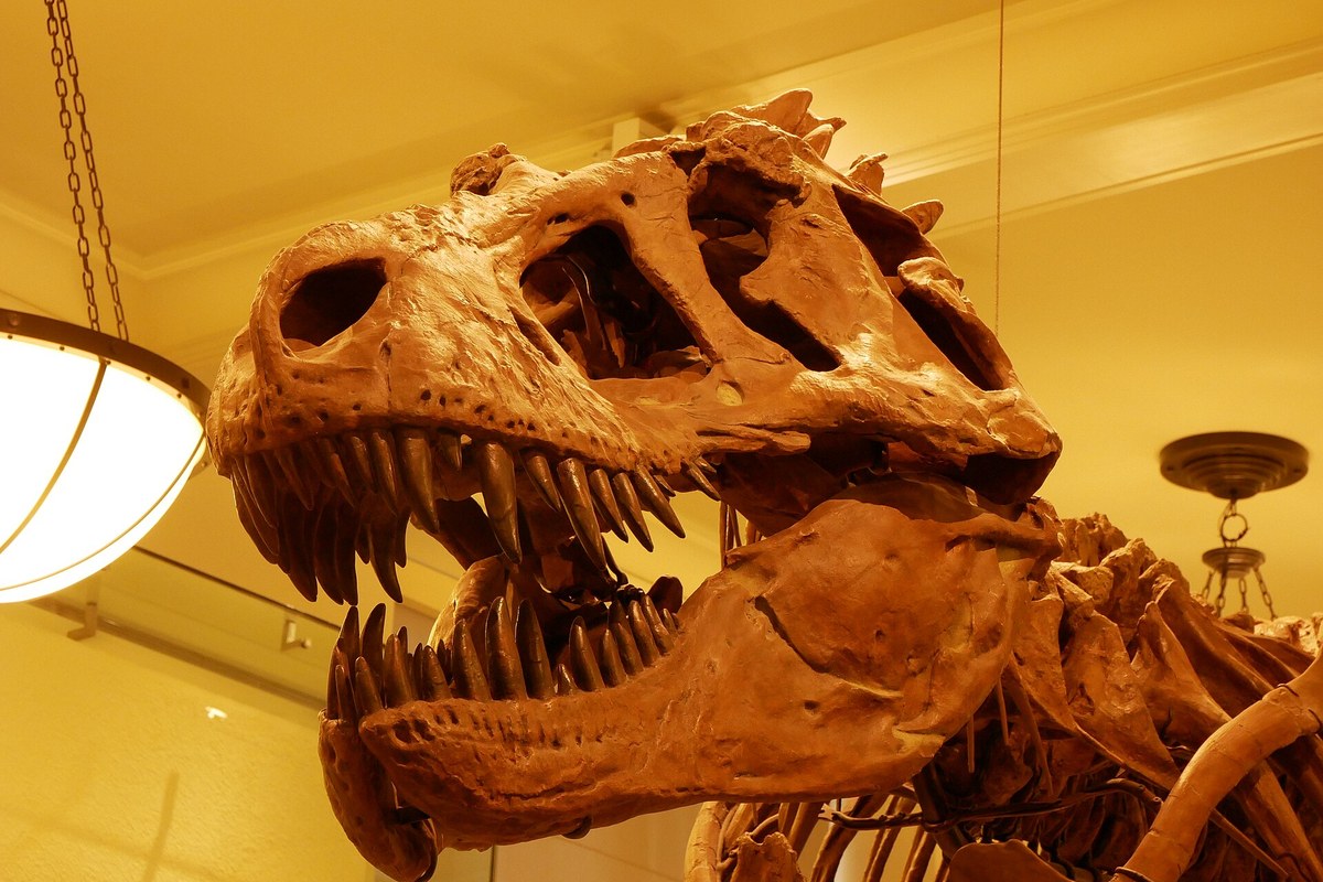 AMNH 5027 Tyrannosaurus kafatası kopyası, Amerikan Doğa Tarihi Müzesi