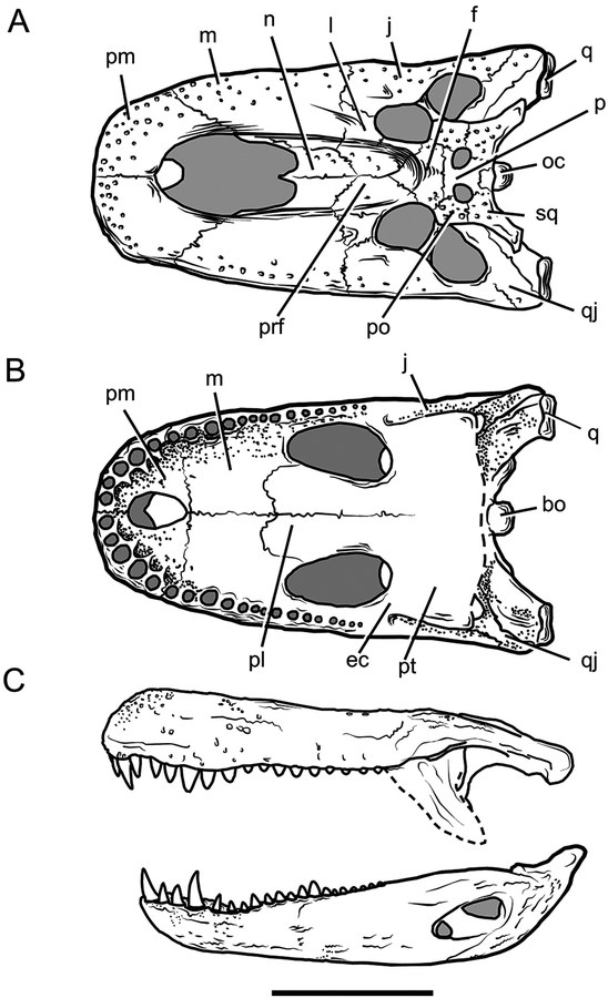 Purussaurus brasiliensis kafatası rekonstrüksiyonu, dorsal ve ventral görünüm