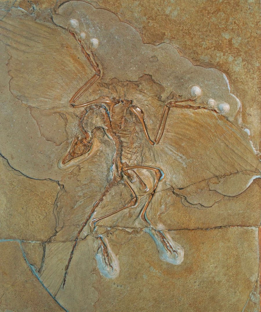 Kahverengi kireç taşı levhada kanatlarını iki yana açmış Archaeopteryx fosili; kanat tüylerinin izleri, başı geriye kıvrılmış iskelet ve uzun kemikli kuyruk görülüyor