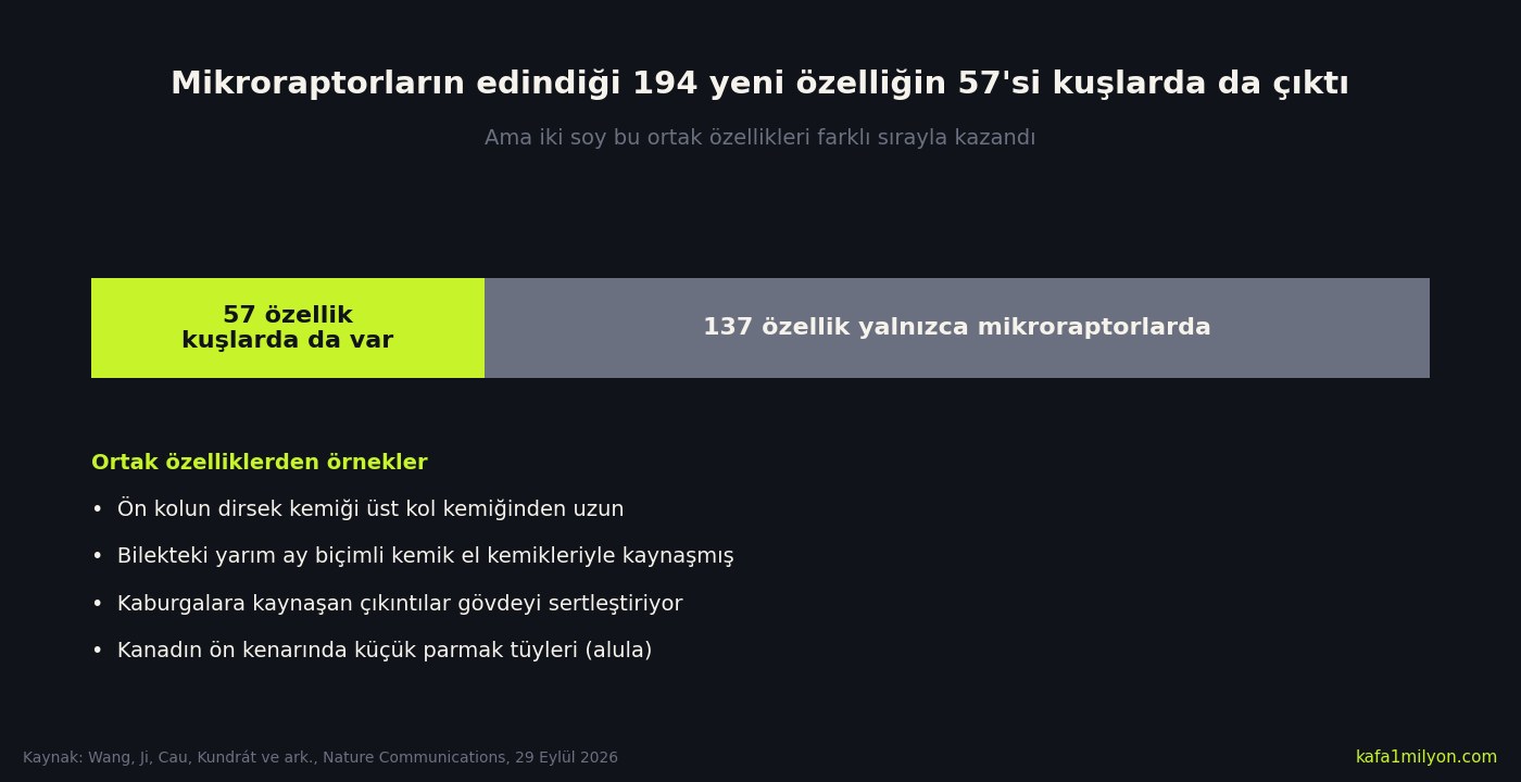 Bilgi grafiği: mikroraptorların edindiği 194 yeni özelliği gösteren yatay çubuk; 57 özellik limon rengiyle kuşlarda da var, 137 özellik griyle yalnızca mikroraptorlarda. Altında dört ortak özellik örneği sıralanmış