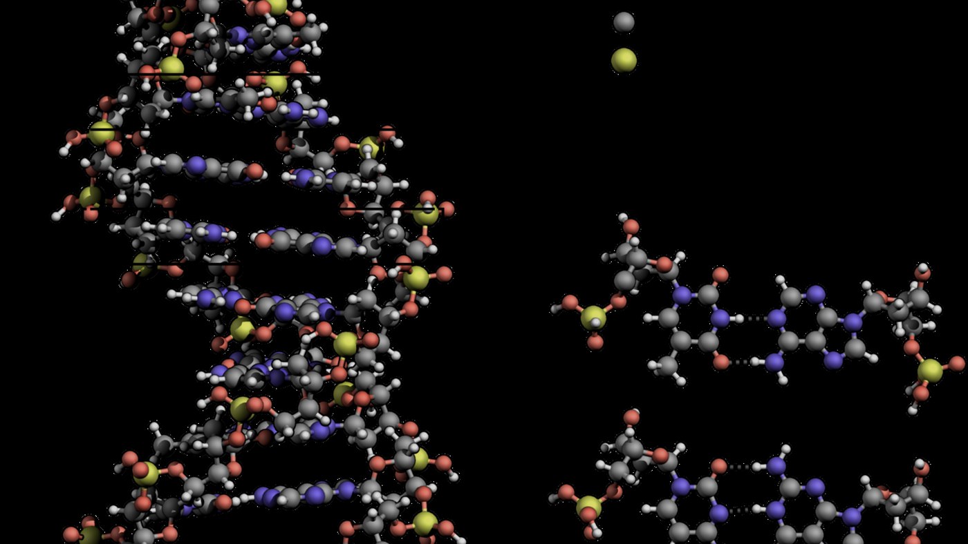 DNA çift sarmal yapısının şematik çizimi