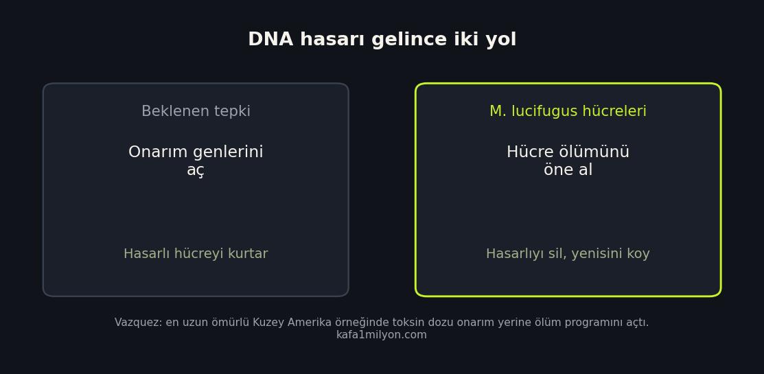 DNA hasarında onarım yolu ile hücreyi silme yolunun şematik karşılaştırması