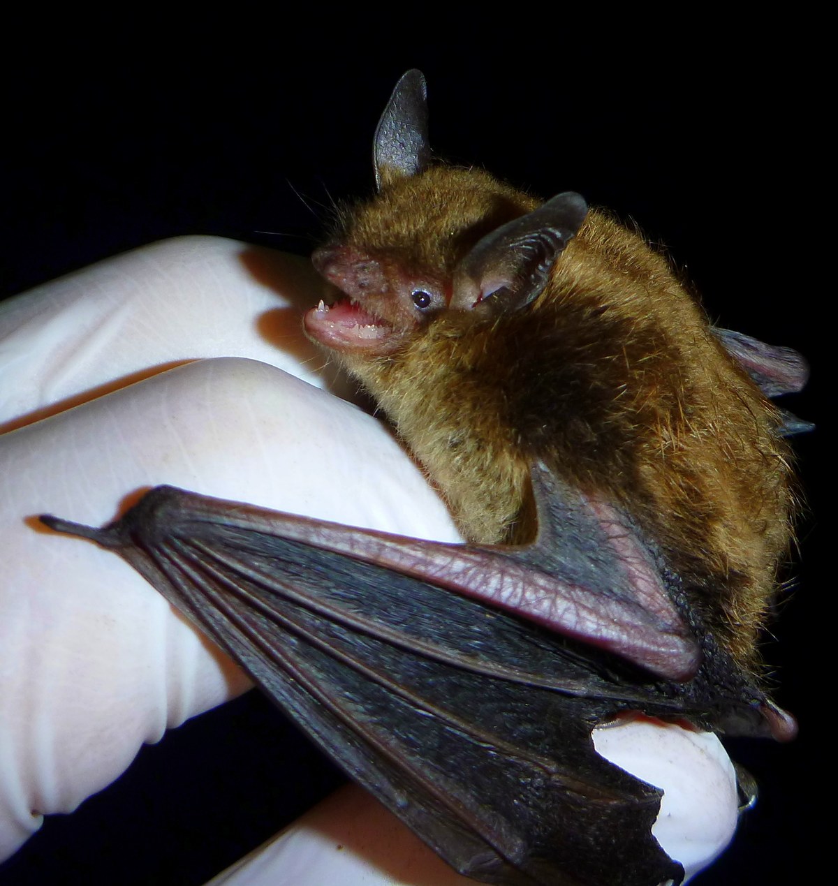 Küçük kahverengi yarasa (Myotis lucifugus) yakından