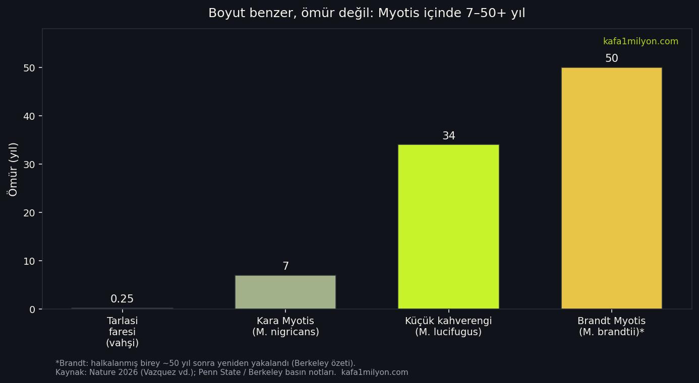 Tarla faresi, kara Myotis, küçük kahverengi yarasa ve Brandt Myotis için yaklaşık ömür karşılaştırması grafiği