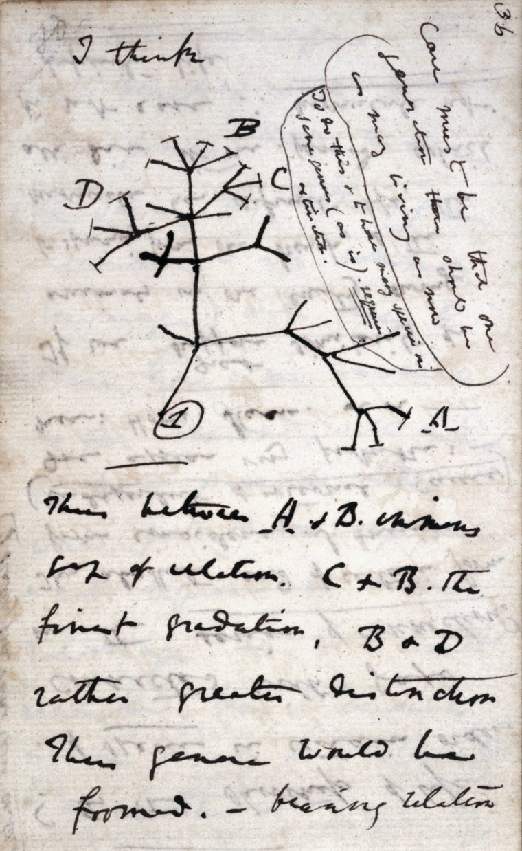 Darwin'in el yazısıyla dolu defter sayfası; sol üstte I think yazısı, altında harflerle işaretlenmiş dallı bir ağaç çizimi