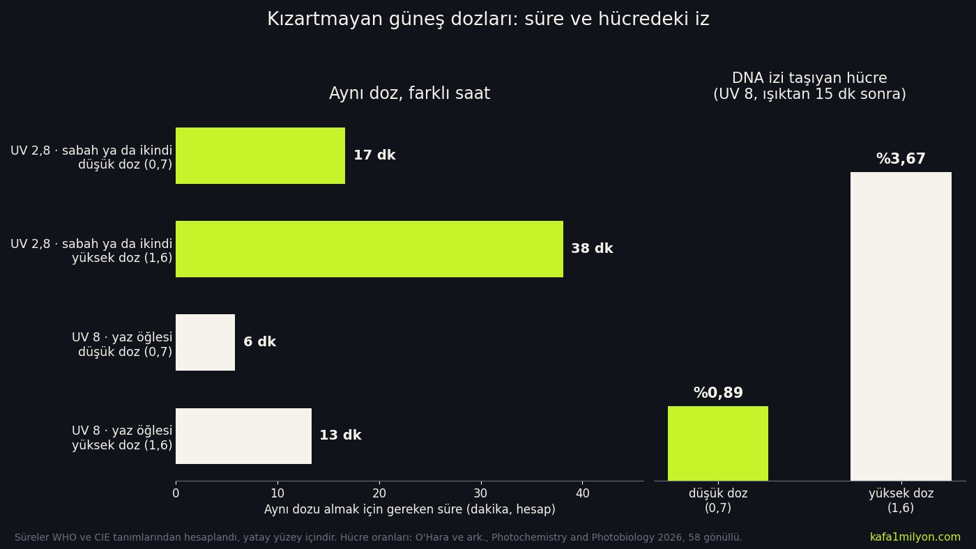 Solda UV indeksi 2,8 ve 8'de 0,7 ve 1,6 SED dozu almak için gereken dakikalar, sağda bu dozlardan 15 dakika sonra DNA izi taşıyan hücre oranları